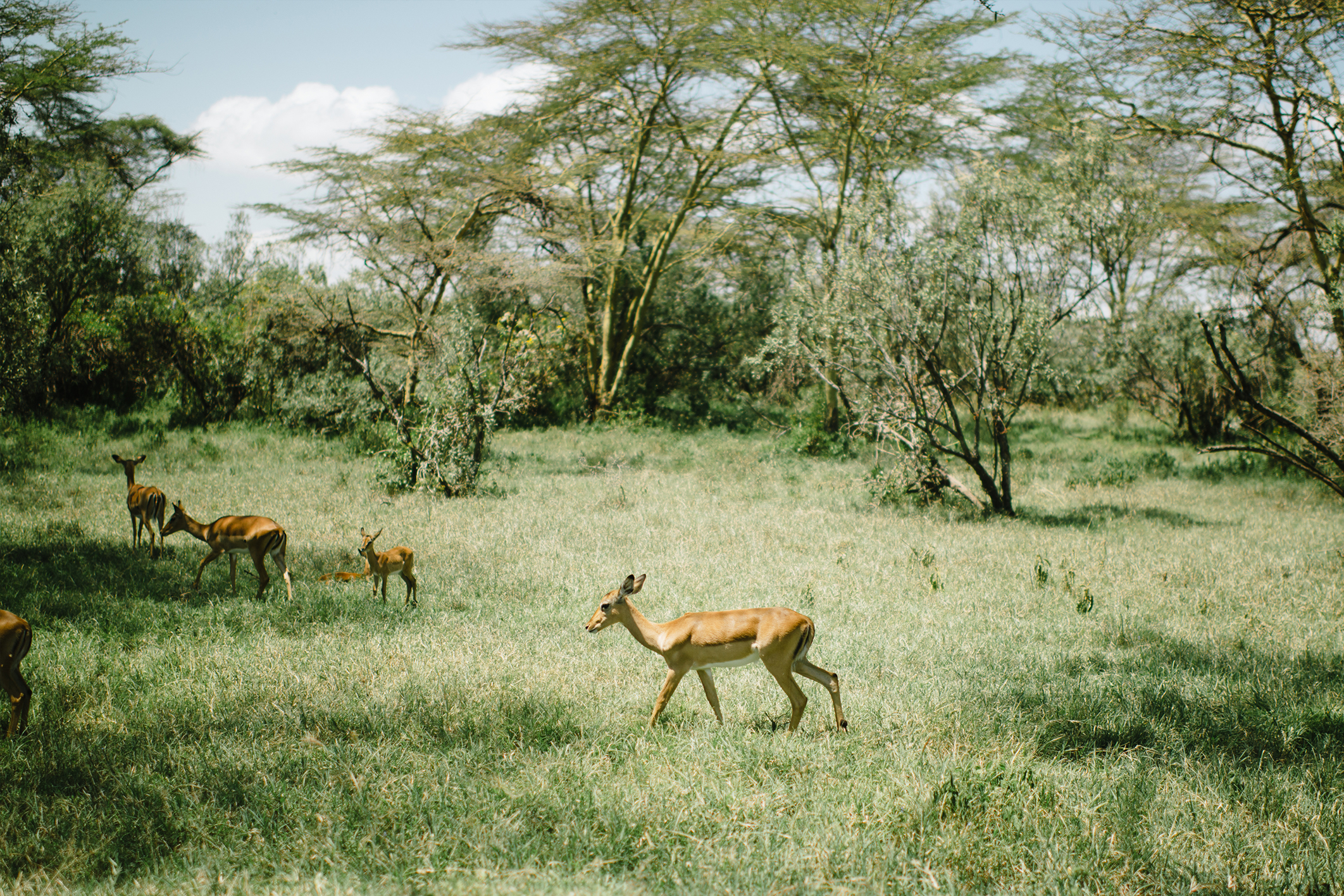 Deer in forest