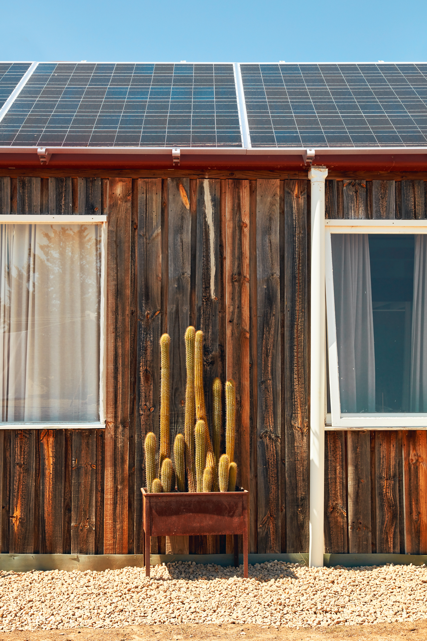 Cactus in front of building with solar panels on roof