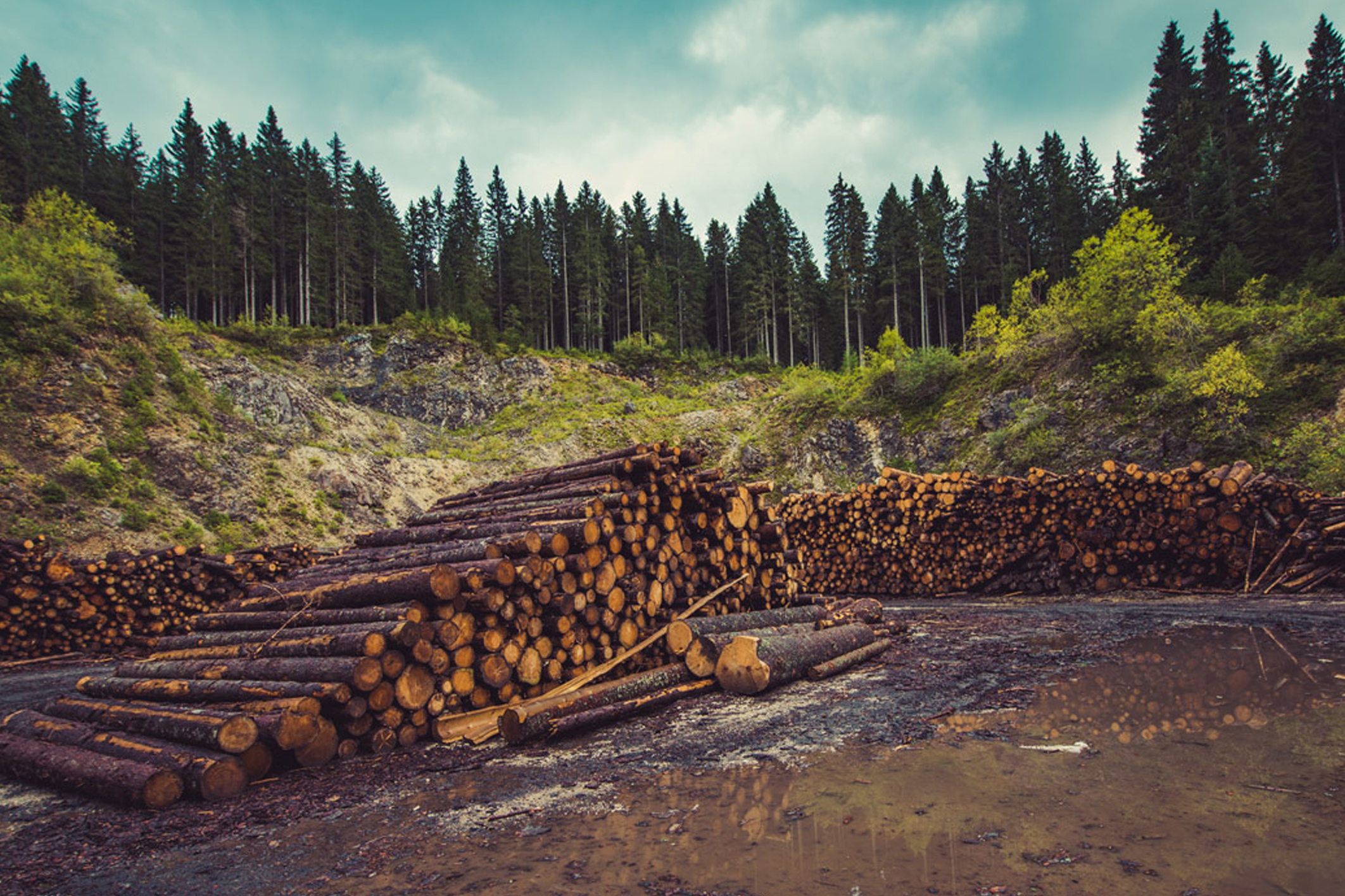 Pile of timber logs